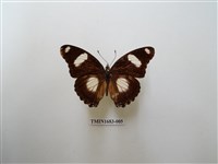 藏品(雌擬幻蛺蝶)的圖片